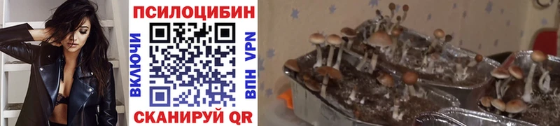 Псилоцибиновые грибы Cubensis  Пикалёво 